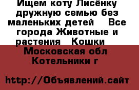 Ищем коту Лисёнку дружную семью без маленьких детей  - Все города Животные и растения » Кошки   . Московская обл.,Котельники г.